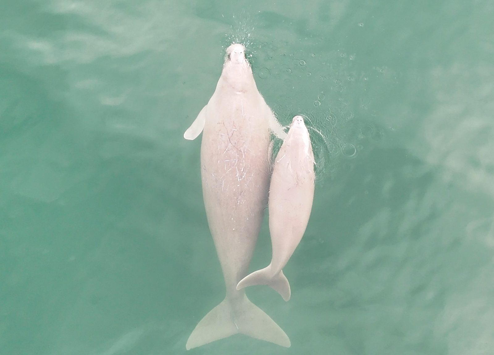 Collaboration for marine conservation