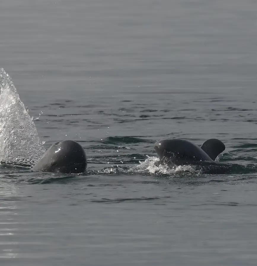 Irrawaddy dolphins surfacing off the Kep coast