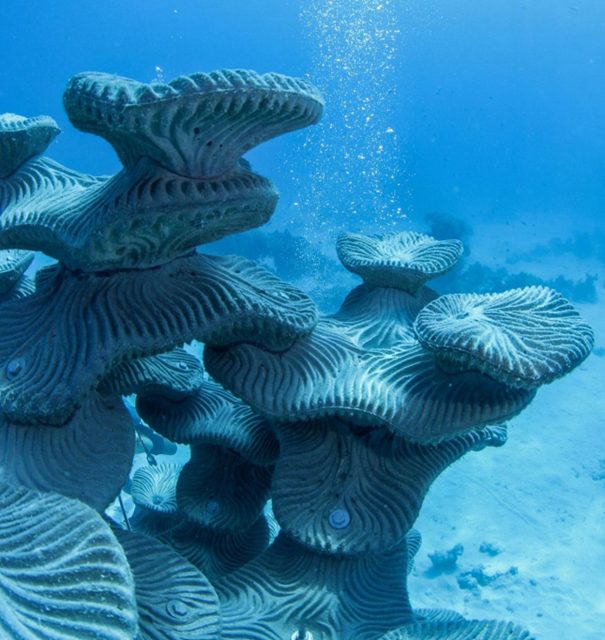 Living coral form in open water